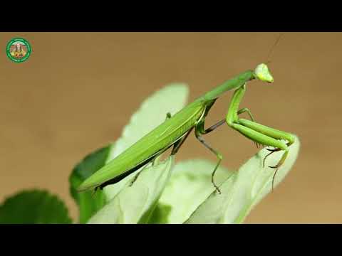 ჩოქელა - ახალგაზრდა ფერმერთა ასოციაცია